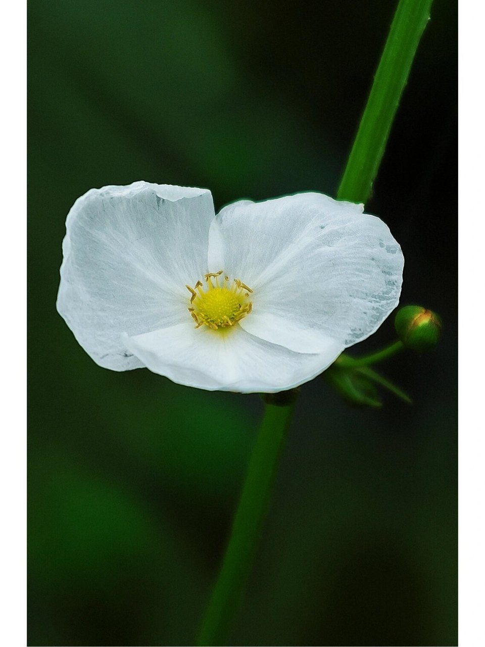 是泽泻科,泽泻属植物,多年生水生或沼生草本.块茎直径1-3.