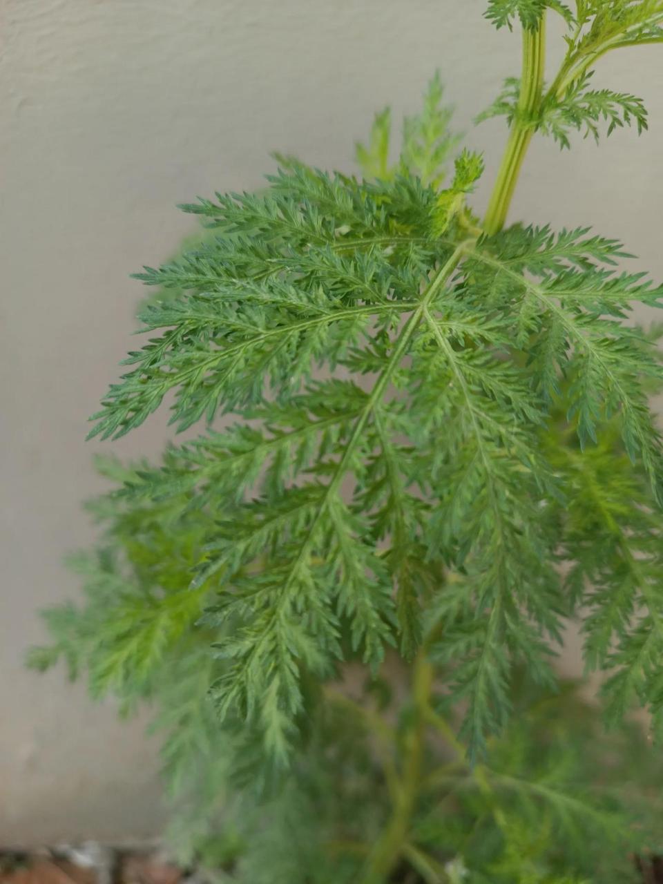 青蒿   还有一种叶子更细,喜欢潮湿环境的青蒿,果实(半球形),反倒不含