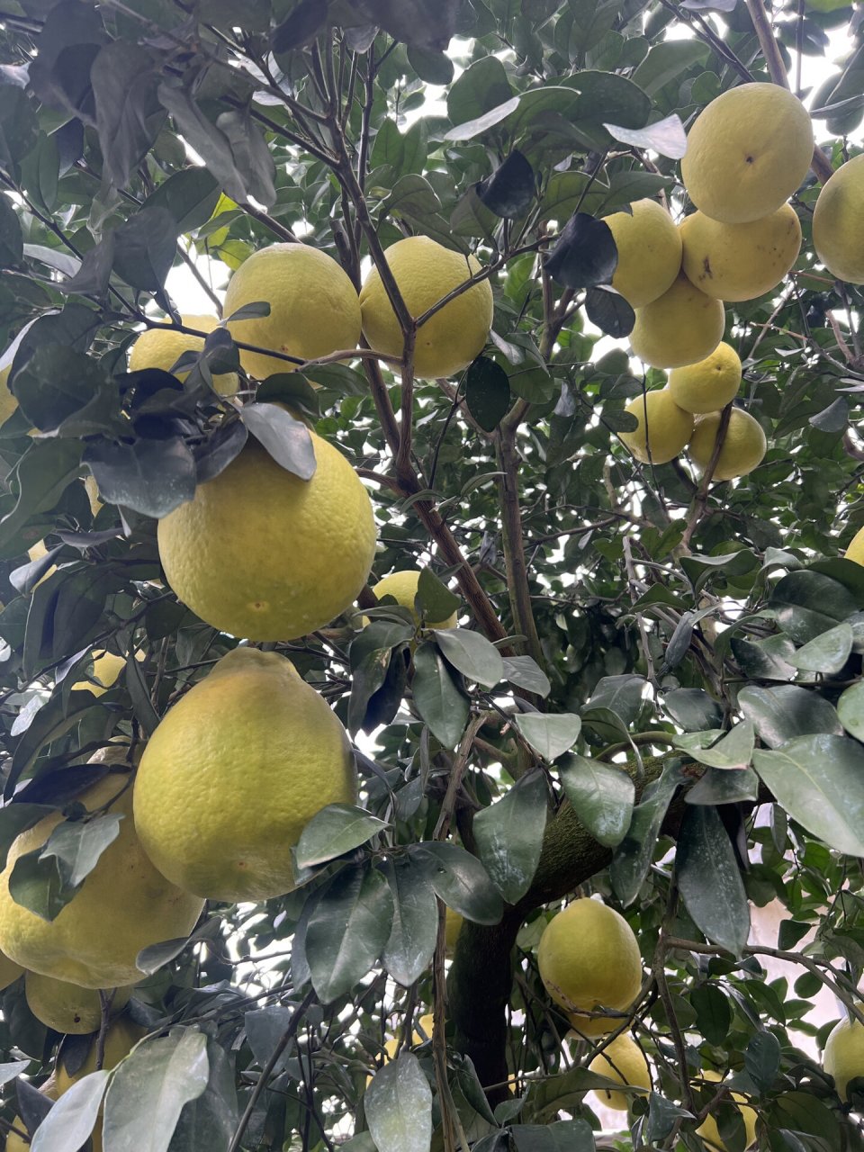 正宗自家种的40年老树江永香柚 自己家种了几万斤沙田柚,纯老树沙田柚