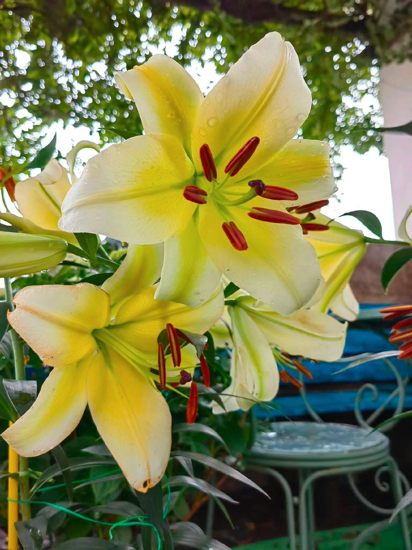 黄色百合花代表财富和高贵 好看的花一定要