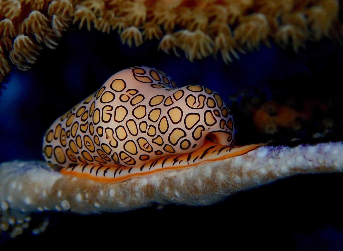 火烈鸟舌蜗牛 | 也许是世界上最漂亮的蜗牛 98 fantasea·奇妙海洋