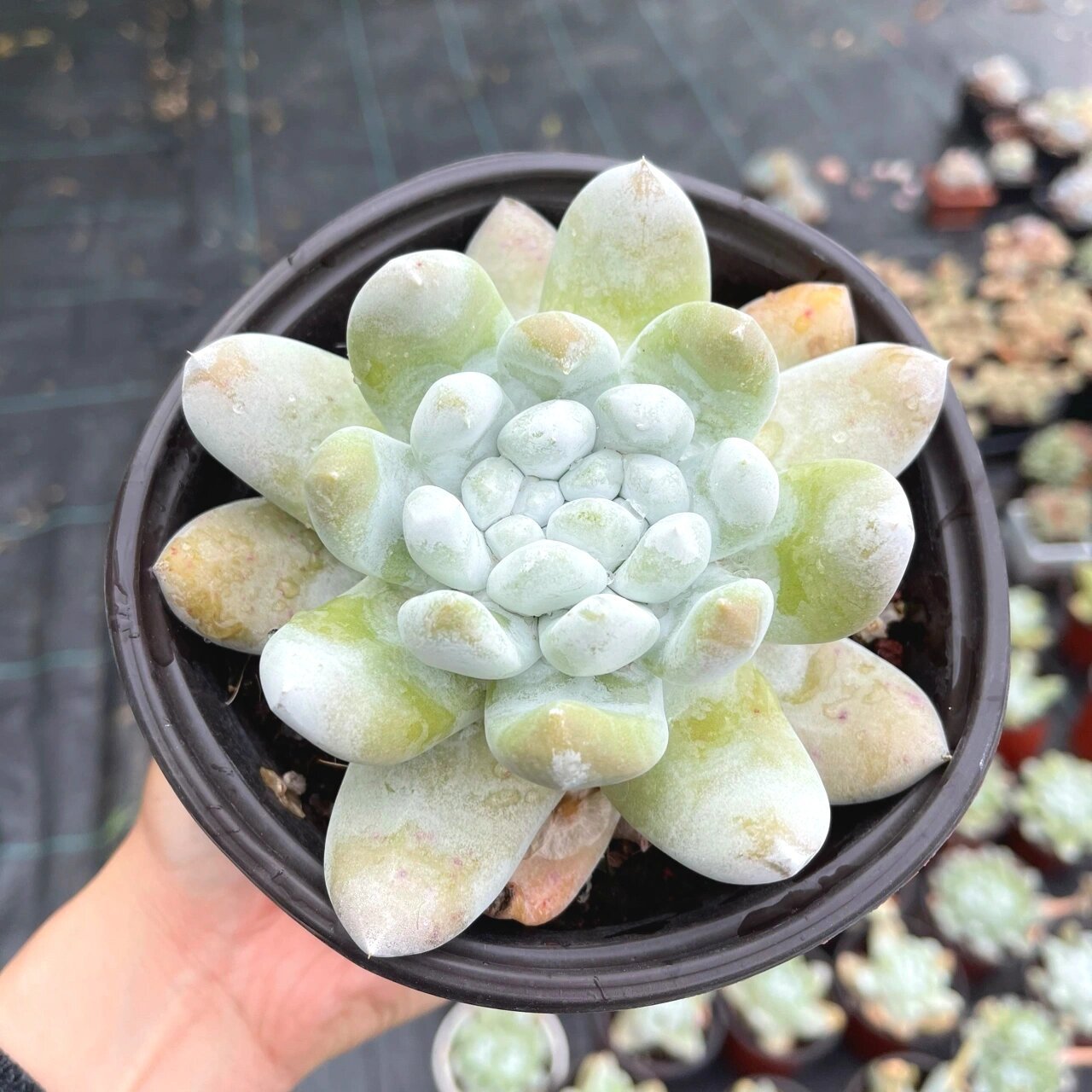 多肉仙女杯帕奇飞图,也叫拇指 国内最好的园艺品种,实生4-6年,各种