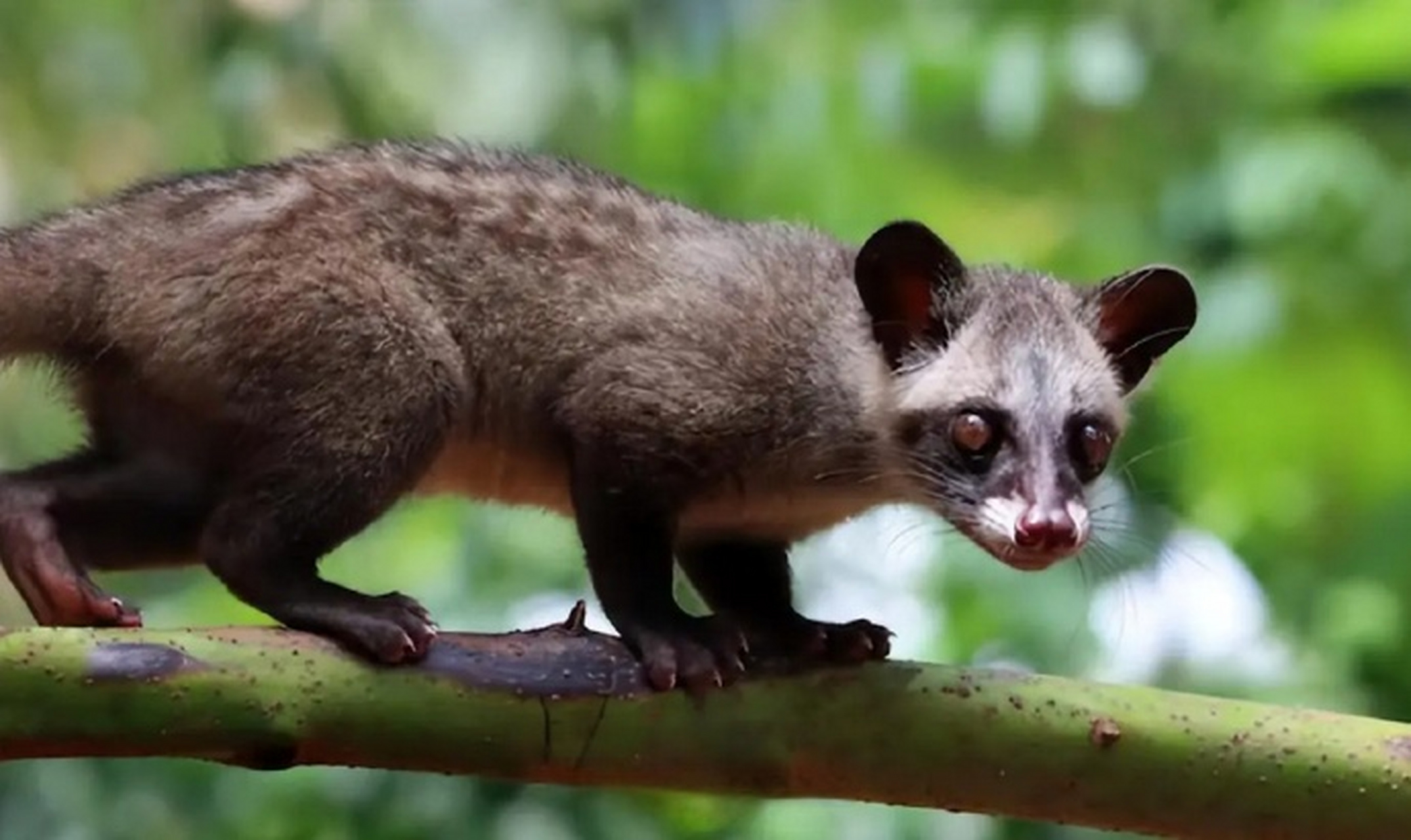 【#椰子狸不吃椰子#】从外表看,椰子狸长得比较像