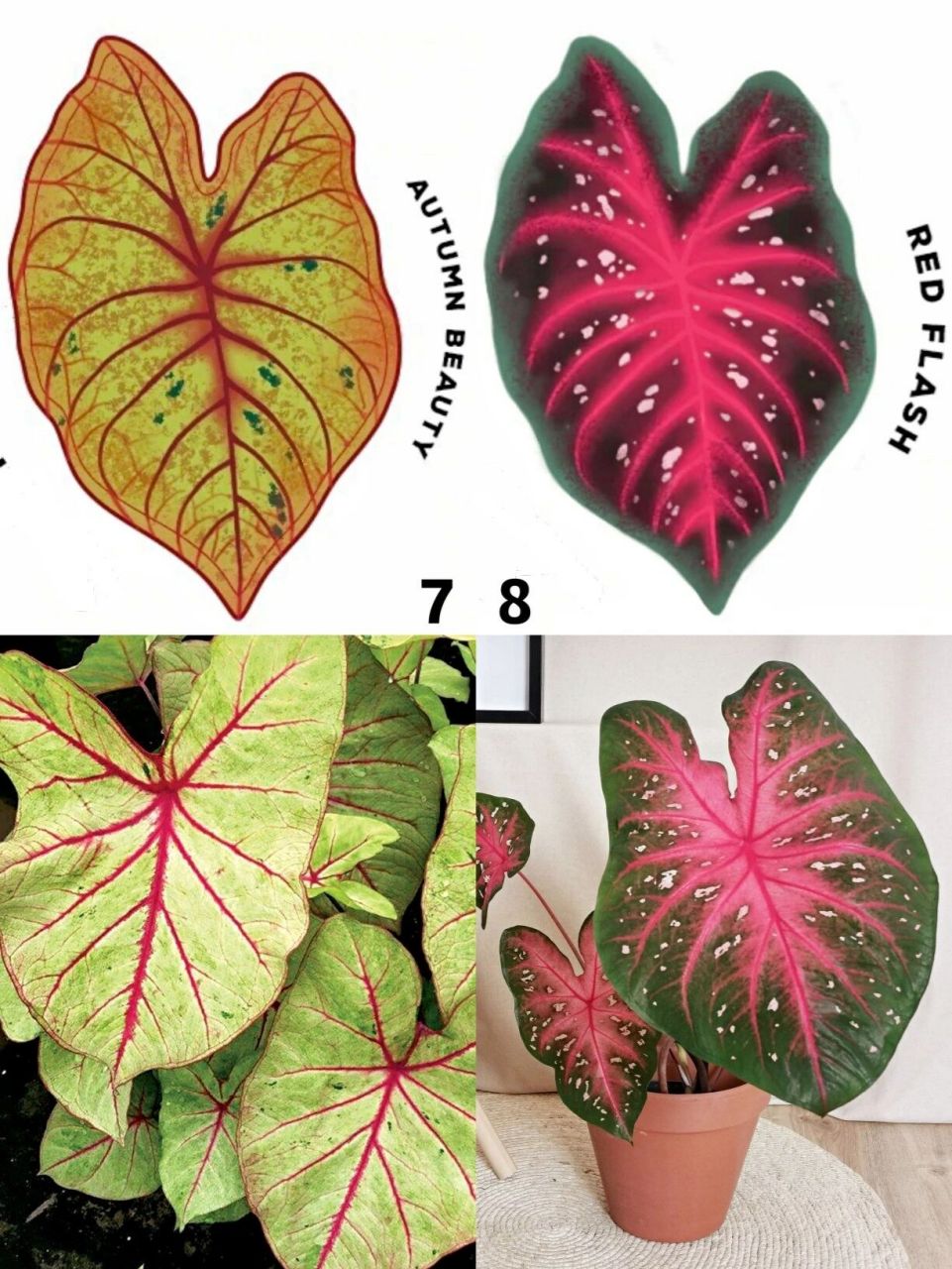 30个绝美彩叶芋品种分享【上】 1,	*caladium white