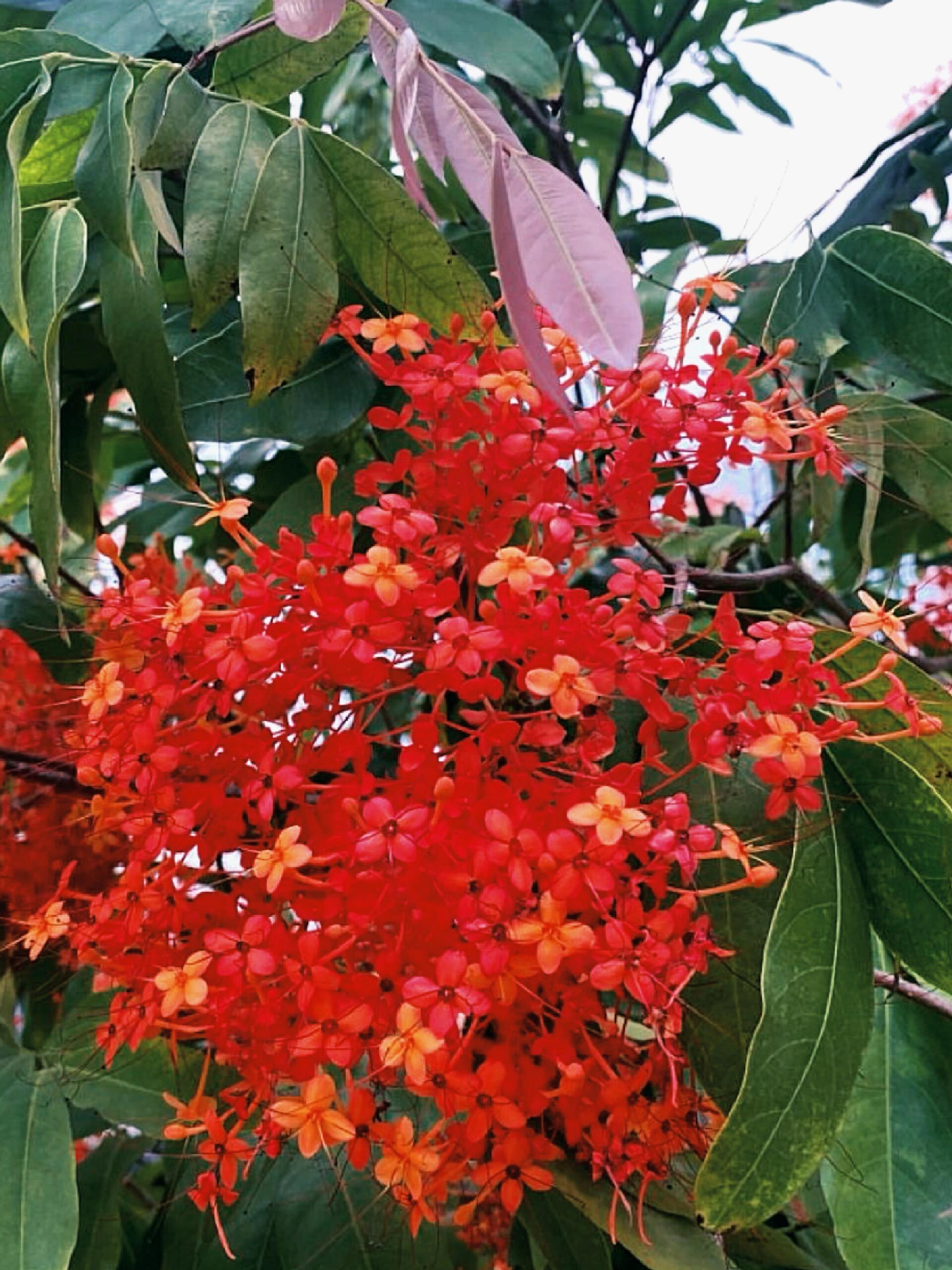 豆科植物,常绿乔木.saraca来源于梵文中ashoka,意为 无忧.