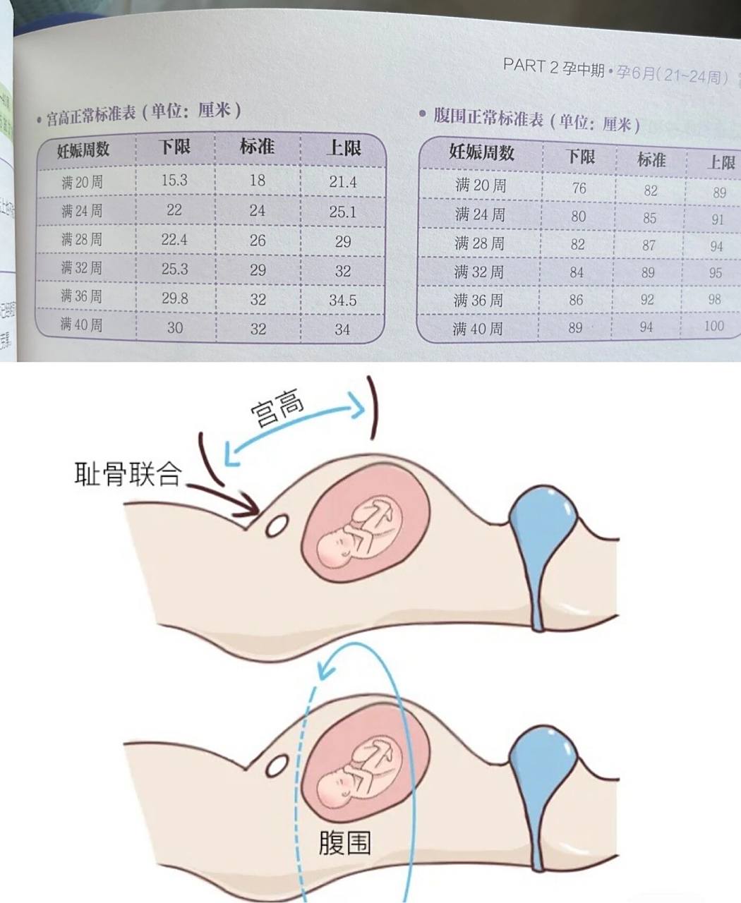 孕期宫高和腹围数值对照表 宫高和腹围反映宝贝的生长和羊水情况,我的