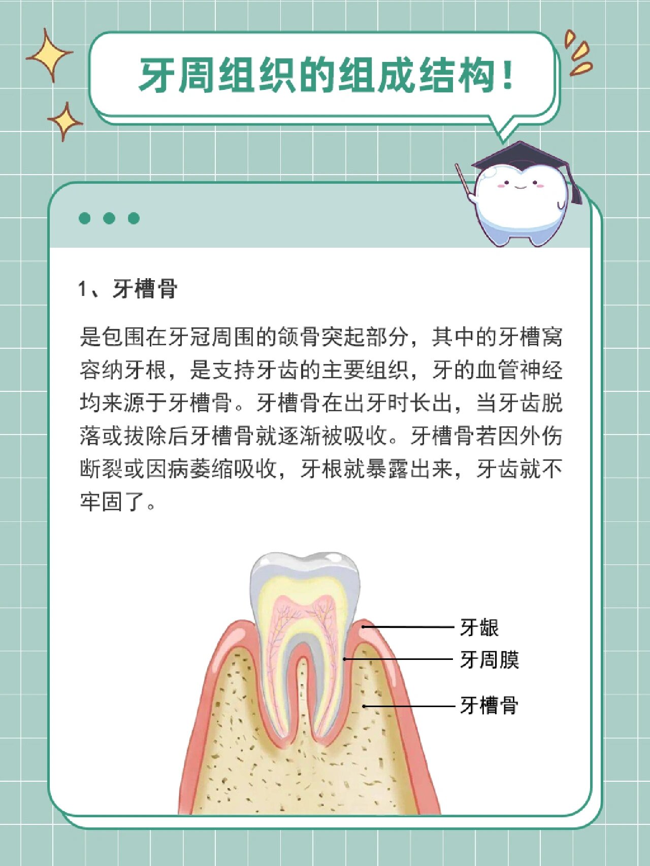 牙周组织包括图片