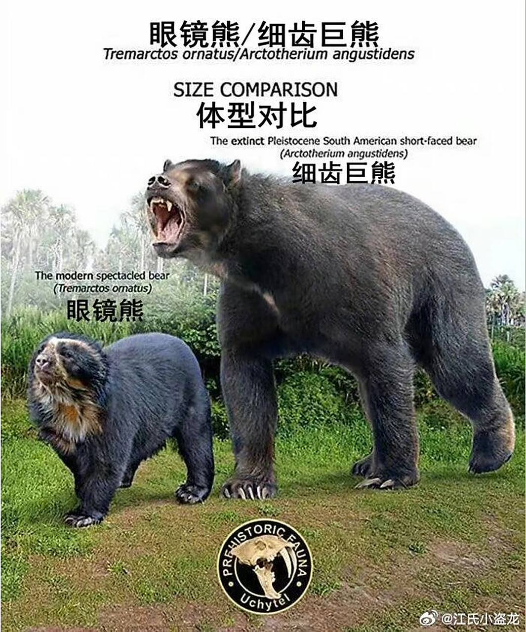 科学#  【灭绝巨兽与今天的亲戚】南美篇——南美细齿巨熊(arctothe
