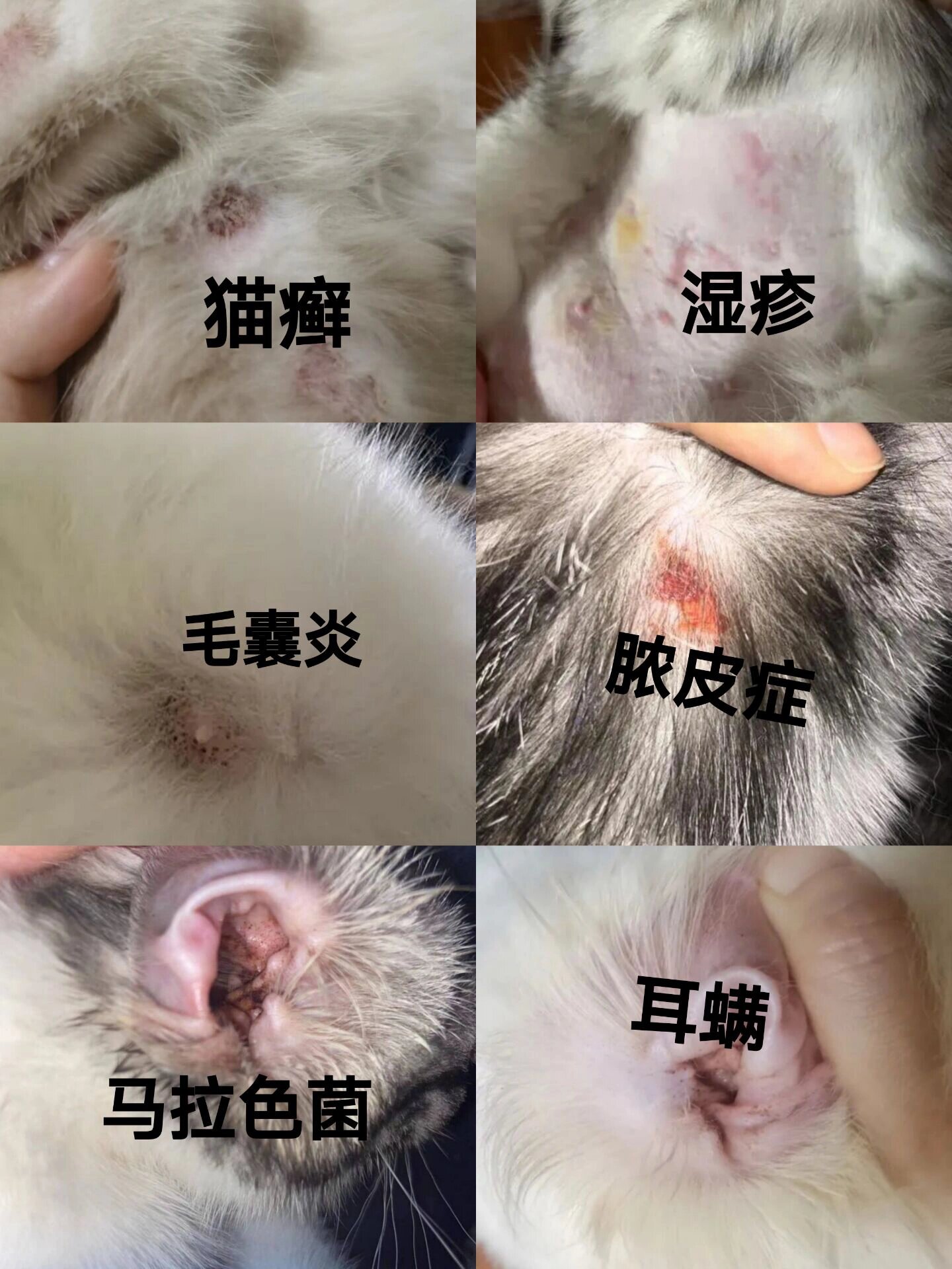 猫咪六大皮肤病大科普 教你如何辨认处理