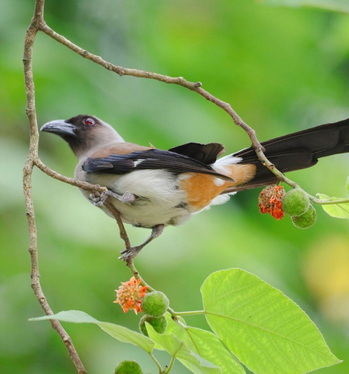 今日野拍～灰树鹊     今日午间走拍～吃构树果的灰树鹊.