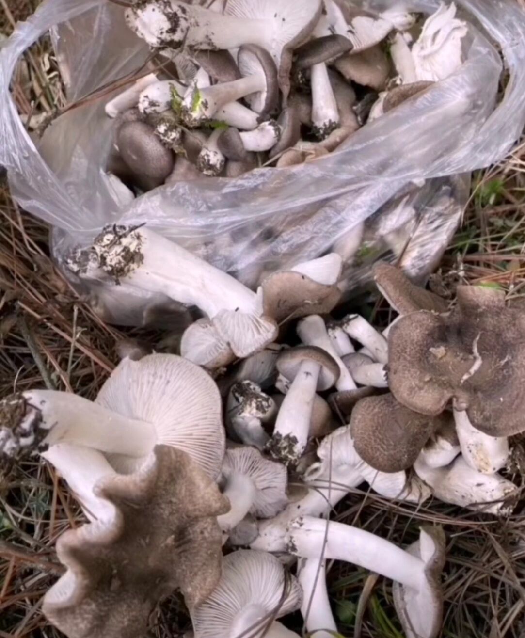 云南野生菌-小灰菌,灰蘑 俗称茅草菌,寒菌等,学名:粽灰口蘑