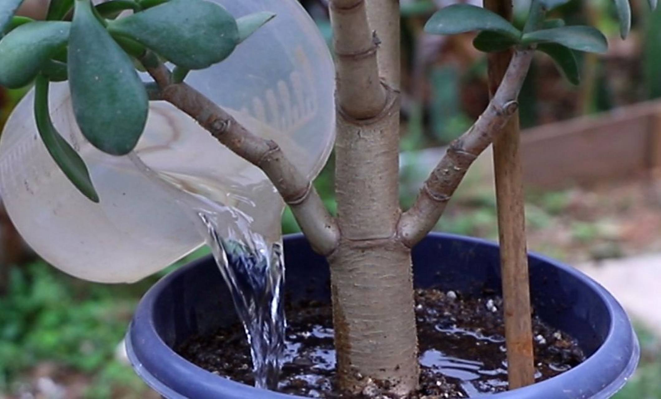 玉树施肥应以有机肥料为主,如腐熟的堆肥,腐殖质等.