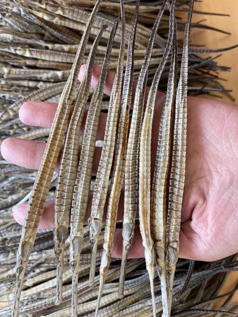 海龙海马的亲戚,主要功效在于补肾壮阳,海龙对人体机能有兴奋作用