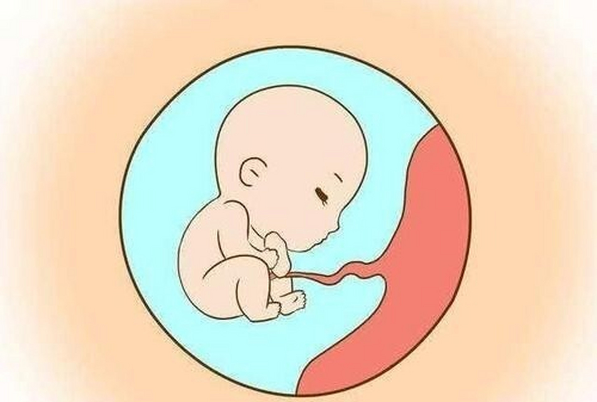 怀孕三个月内胎儿的大小!
