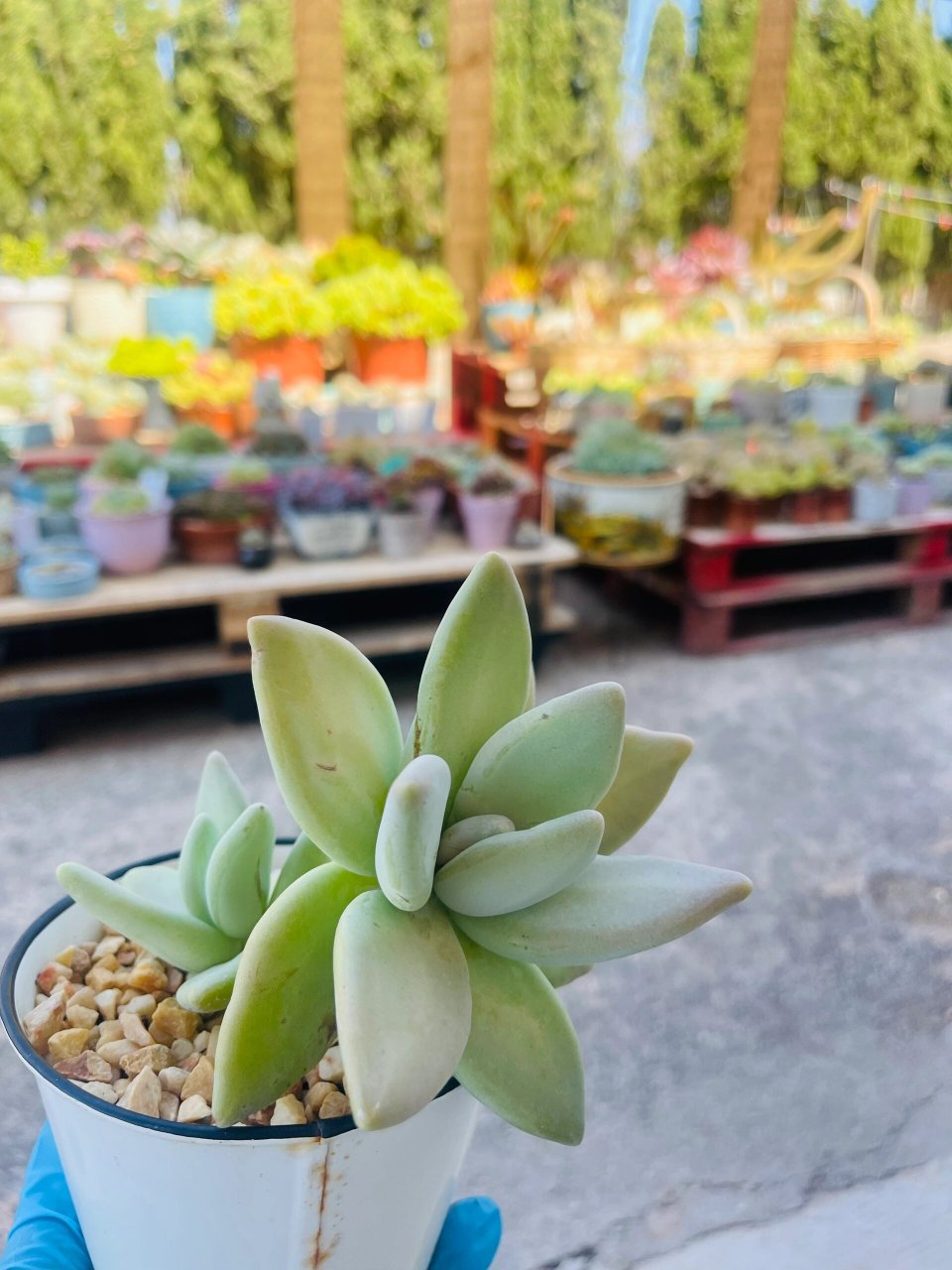 每日记录一款自养的多肉 芒果美人 第36天,完美诠释了盆有多大,肉就