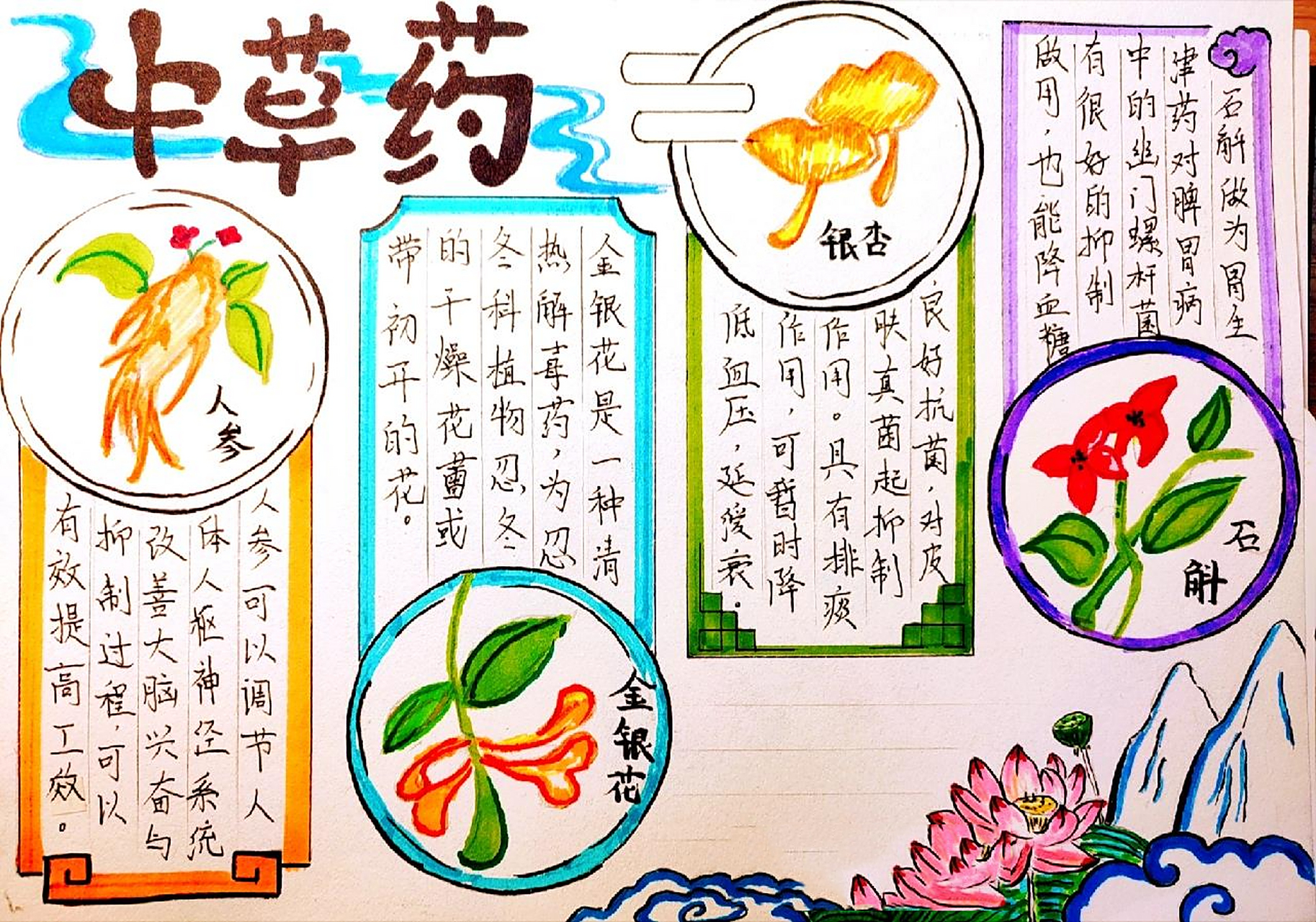 中草药手抄报第二弹 简单版的来了 有加深难度的详情看主页哦 商用哦