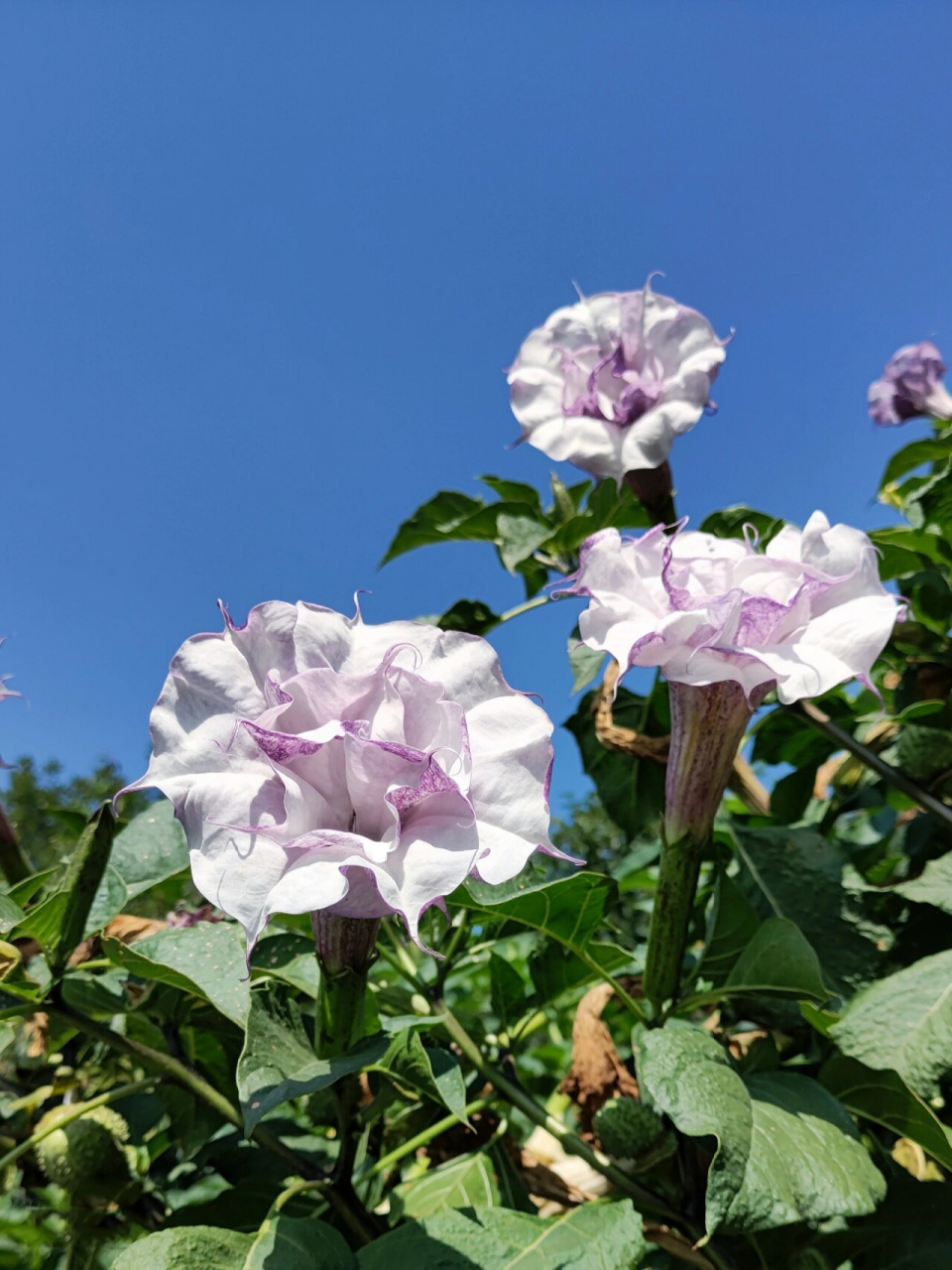 曼陀罗花叶子图片大全图片