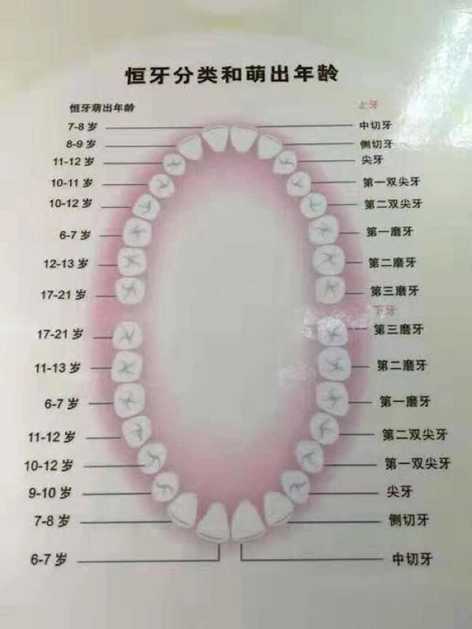 儿童换牙顺序图 正常图片