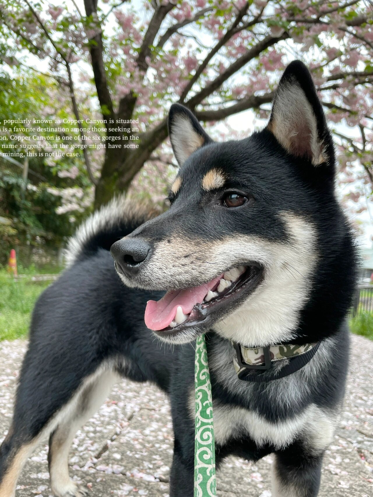 柴犬boli丨02狐狸脸柴犬也帅气可爱