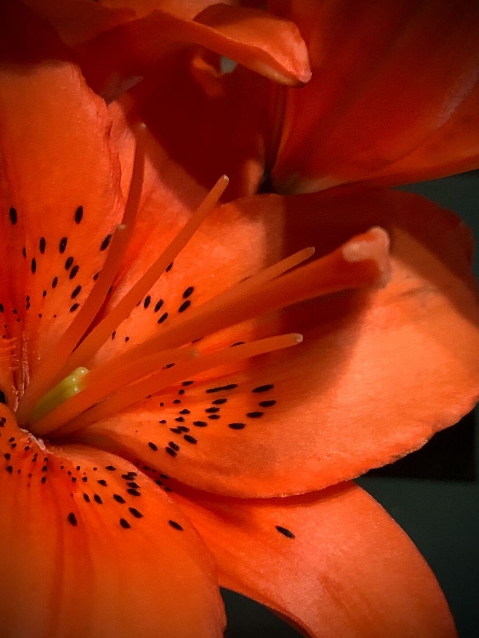 百合插瓶去除花药 破坏授粉 就可延长花期 百合花是雌雄同体的花,花朵