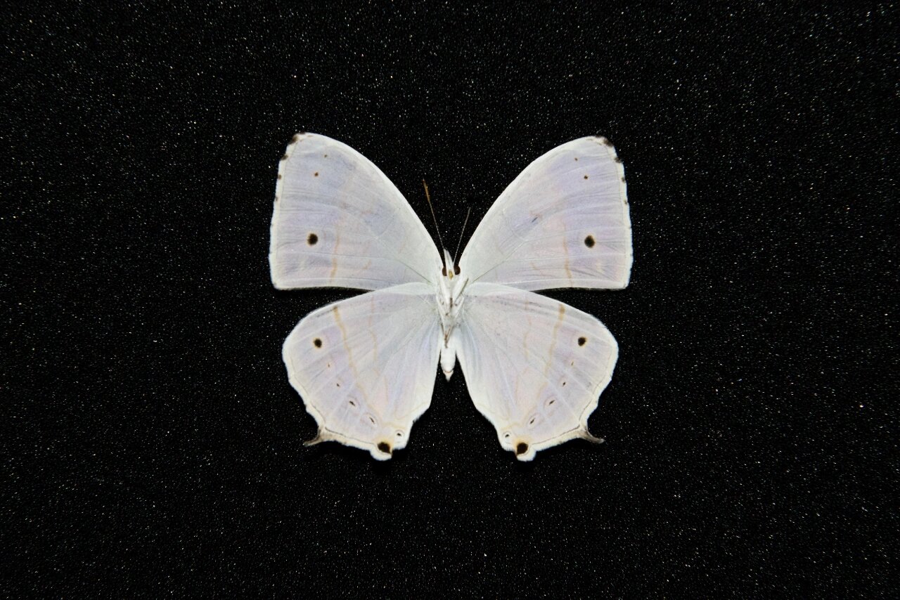 【apatura的标本收藏——八目丝蛱蝶】