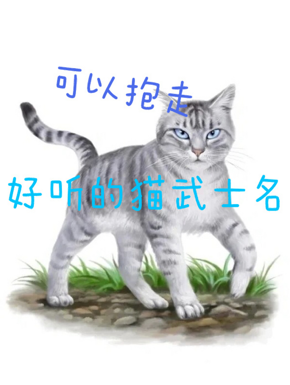 好听的猫武士名 喜欢可抱走 1白雾 2鱼跃 3狮尾