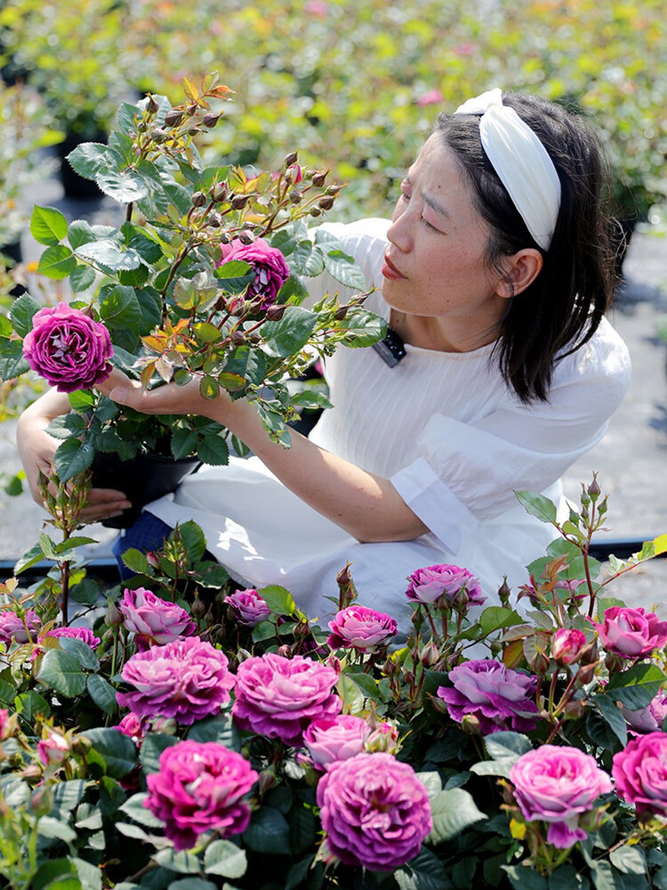 合唱团月季花介绍图片