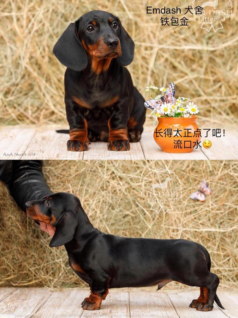 腊肠犬颜色大全 3:铁包金&它的衍生 简介:包金系四大天王9799铁包