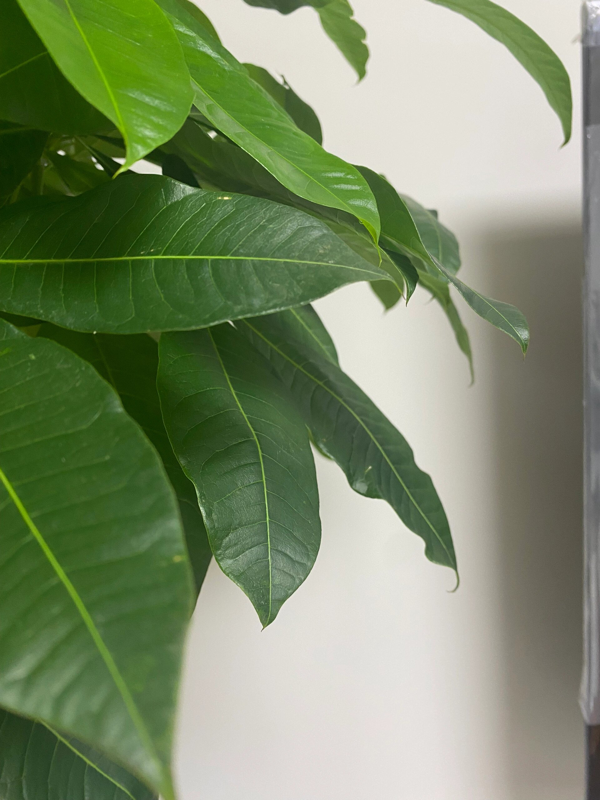 发财树叶子卷边是什么情况啊,宝子们 发财树树叶有斑点,卷边像大波浪