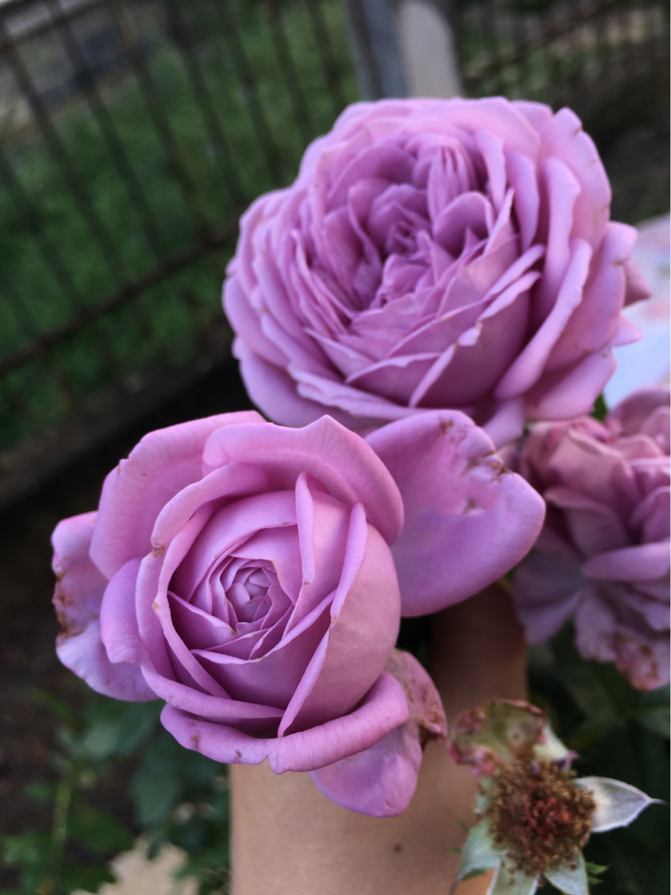 蓝紫色月季中不可忽视的品种   微蓝 微蓝是一款来自德国的月季,叶片