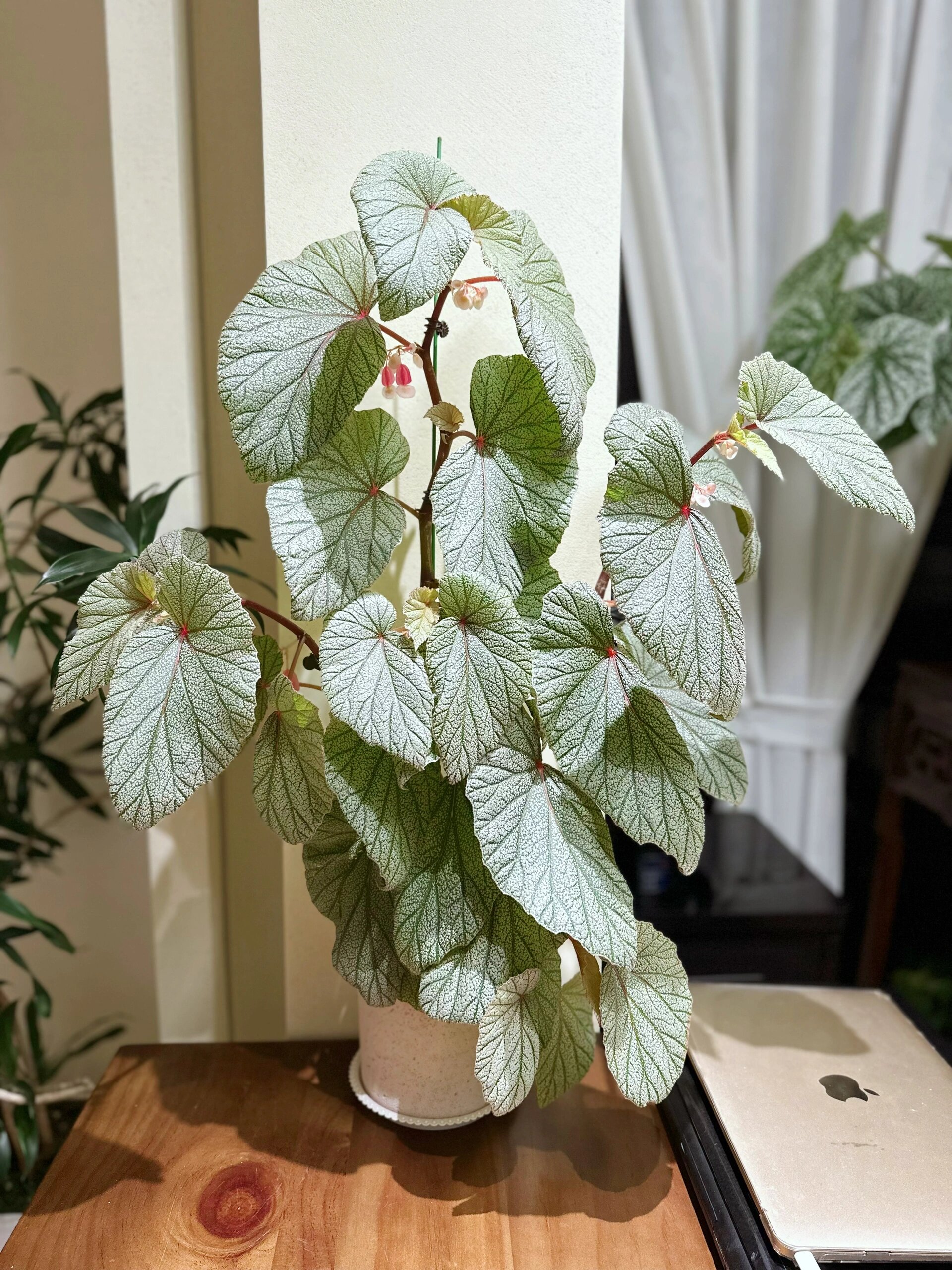 辛巴达秋海棠～ 辛巴达用三个月的时间就长成了小树