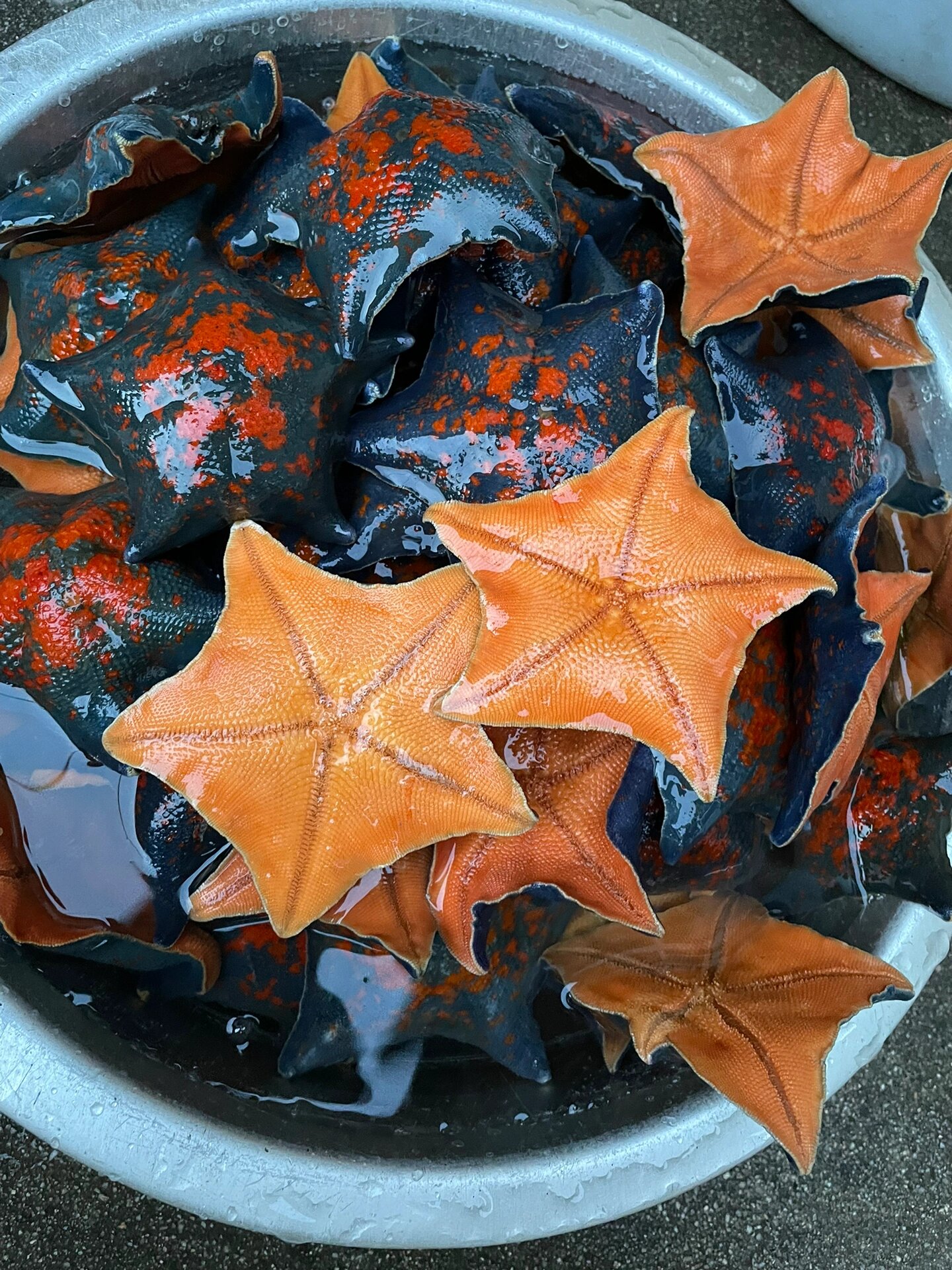 这海星能吃么? 赶海捡的还行有毒不?能吃么?
