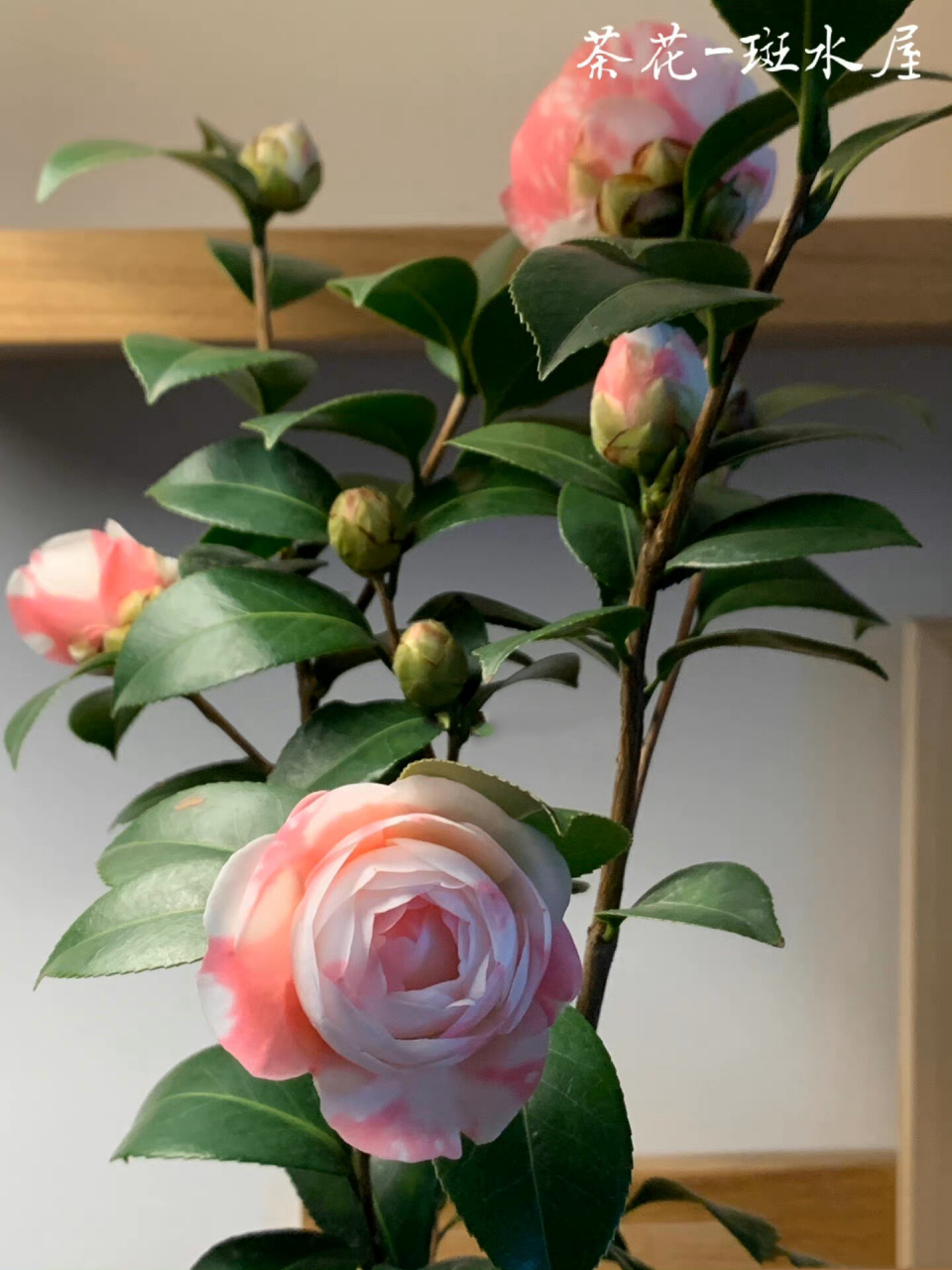 带花苞的茶花斑水屋 【找到新的苗子了2022.2.16】 比上一批大!