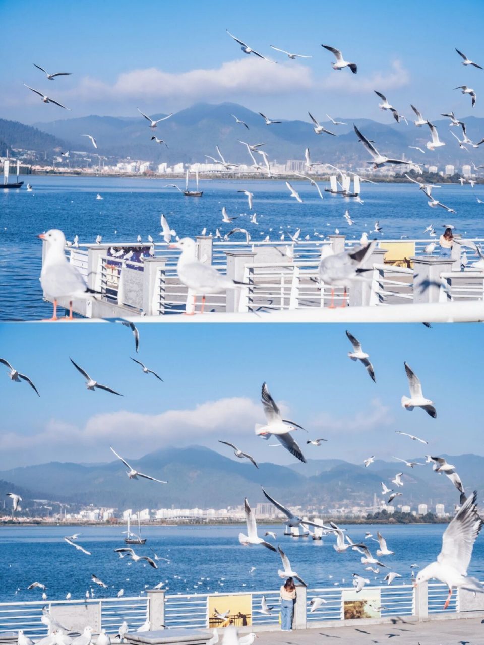 昆明拍照|秋天的滇池与海鸥的浪漫之约 这次抽出时间在11月初来到了