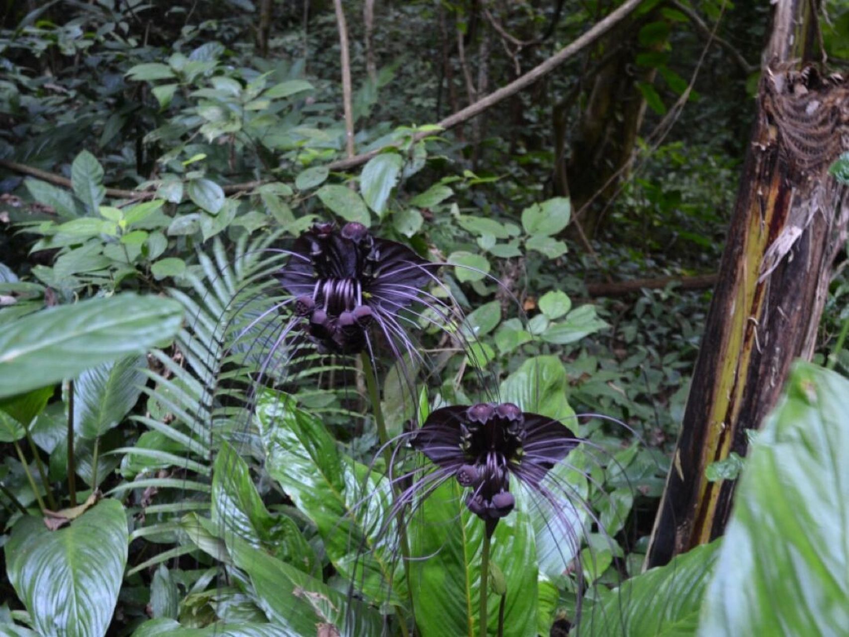 每日一花|箭根薯 箭根薯:别名蒟蒻薯,老虎须,山大黄,大水田七,大叶屈