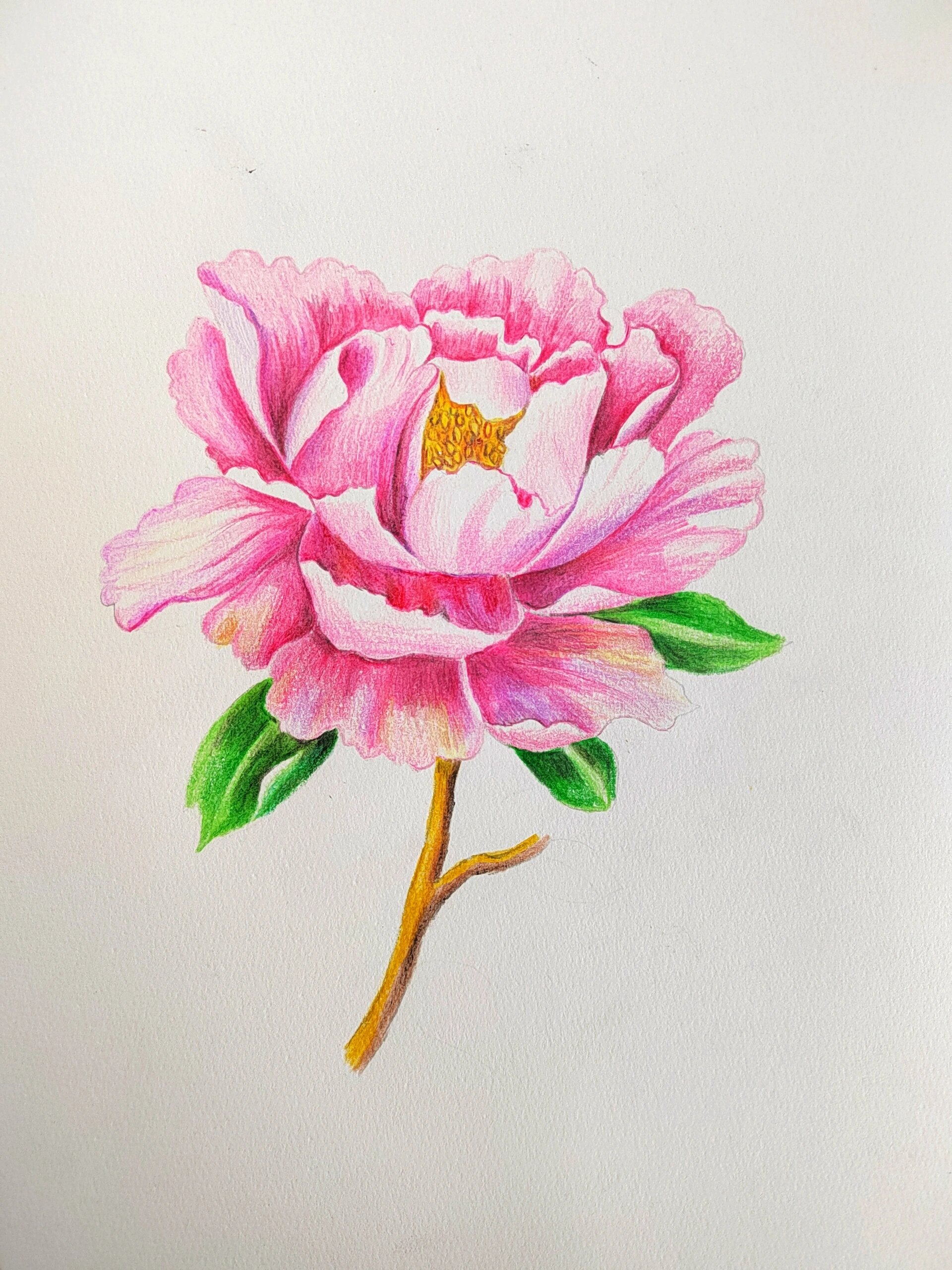 简单易学的彩铅牡丹画法