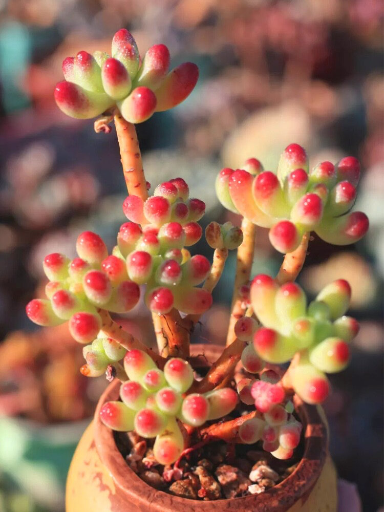 果冻乙女心开花图片