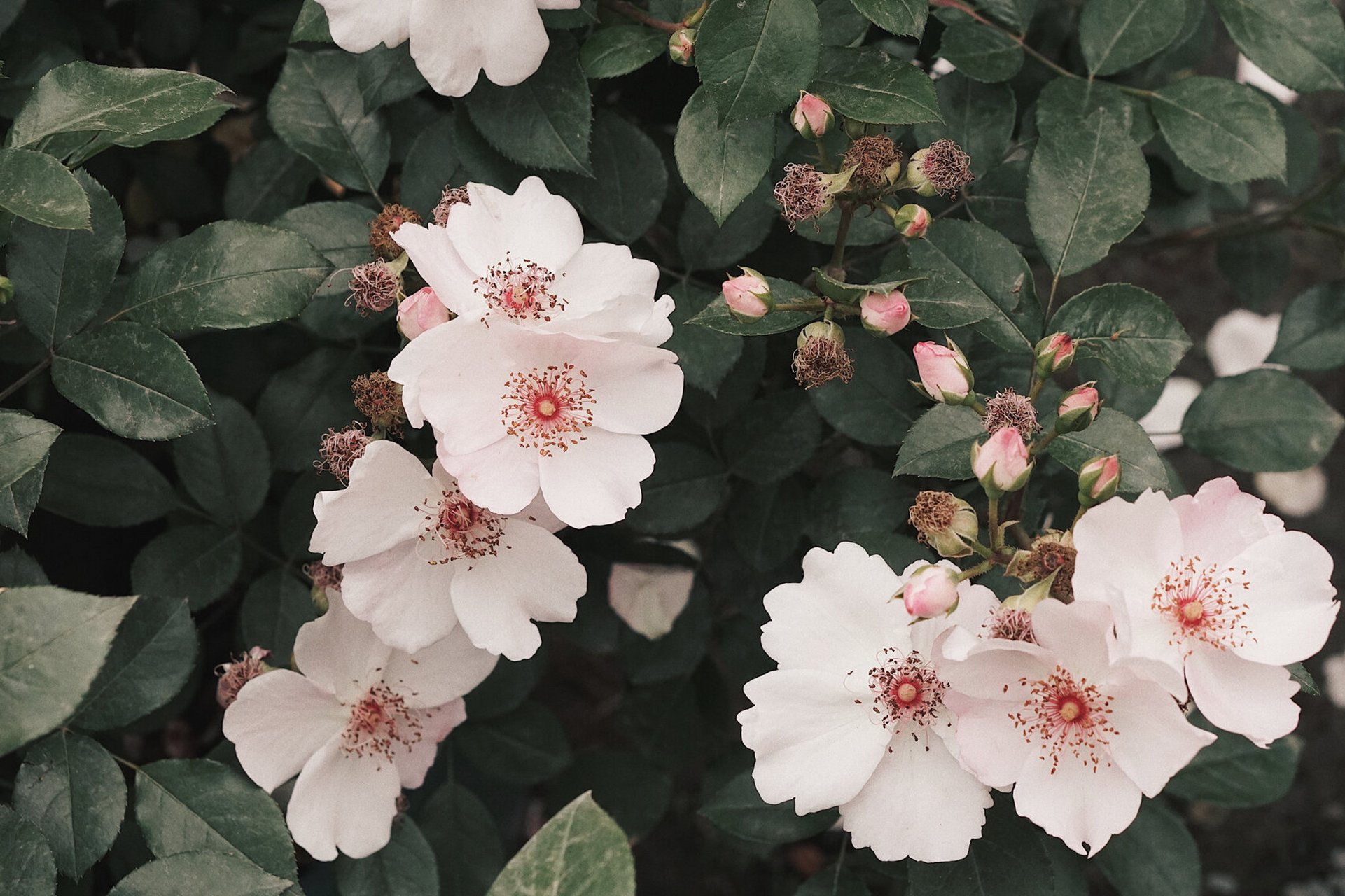 今年最喜欢的月季之一 甜美人 除了冰山系列 今年最喜欢的就是它 粉