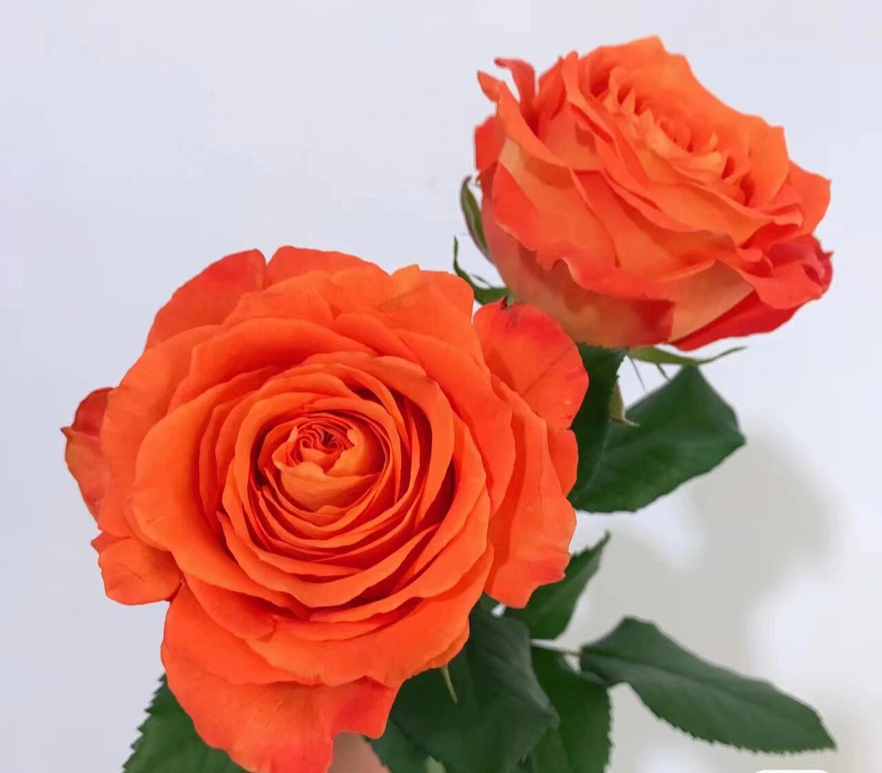 橙意月季花苗 推荐一款亮橙色切花月季