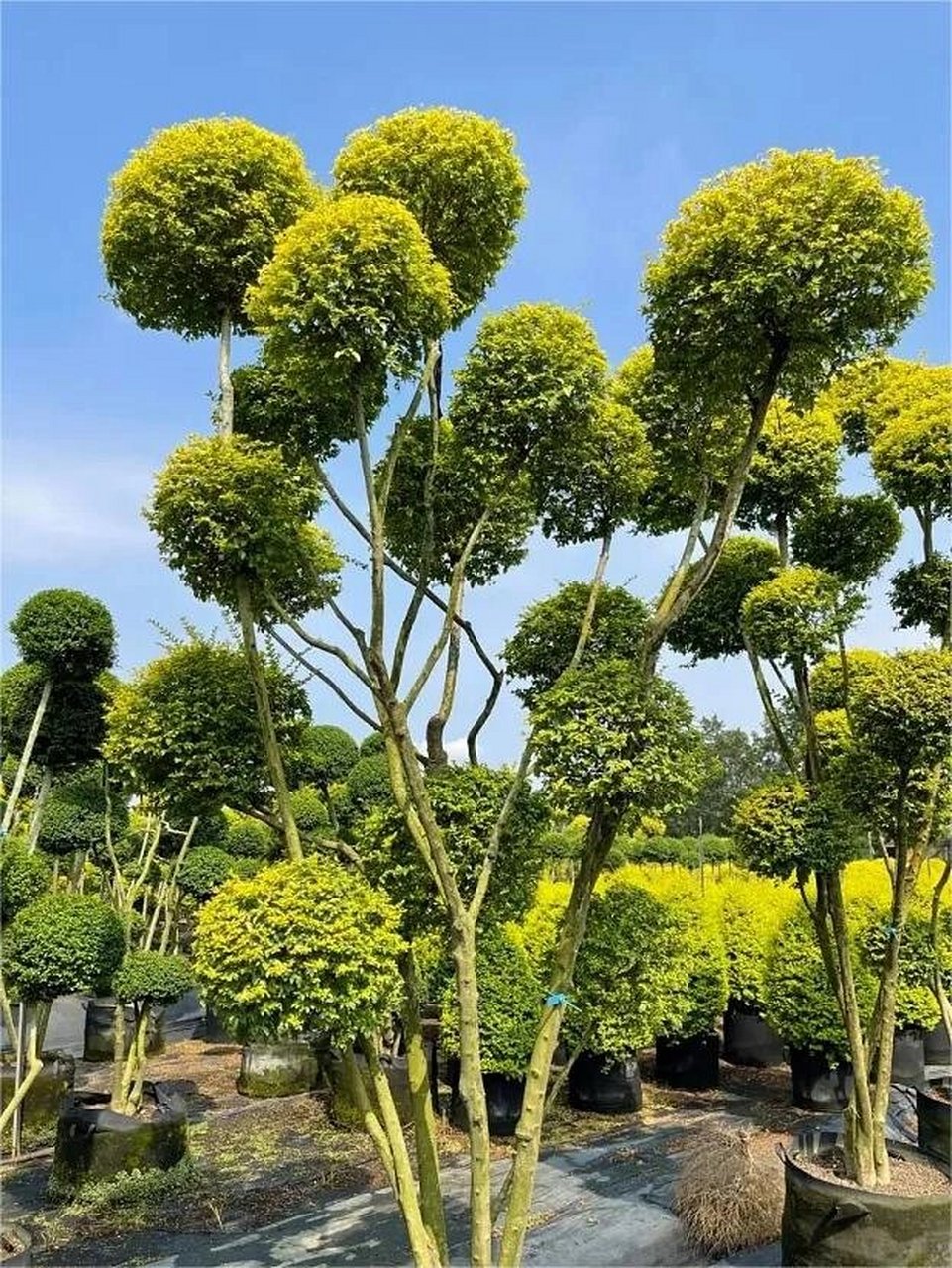 庭院常用造型树99 "亮晶女贞棒棒糖" 93亮晶女贞棒棒糖不是长出来