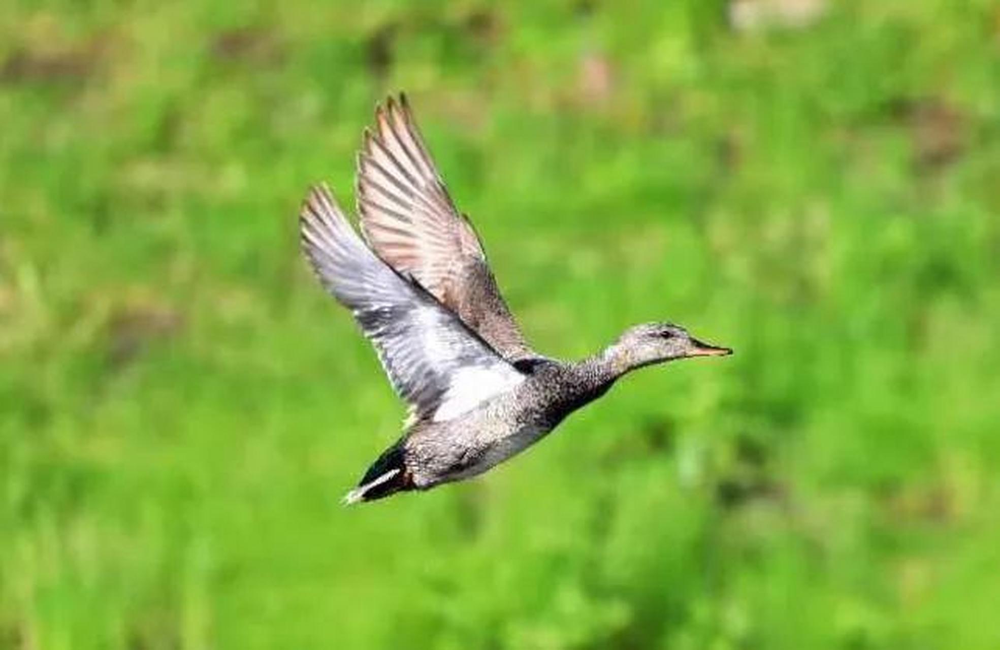 《野鸭子飞起来了》  拍摄者:张伟  北安市电业局摄影爱好者