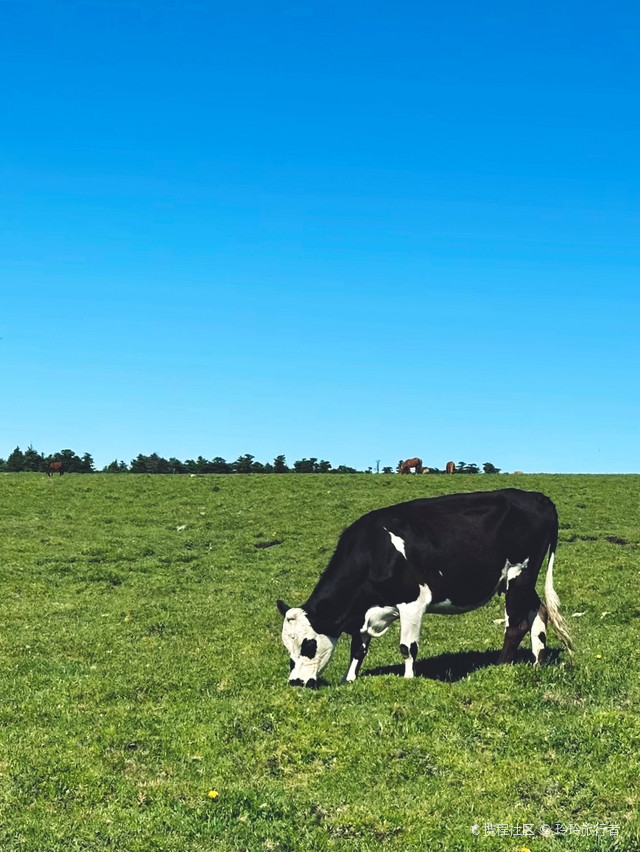 海拔2712米的马仑草原!山西周边好去处