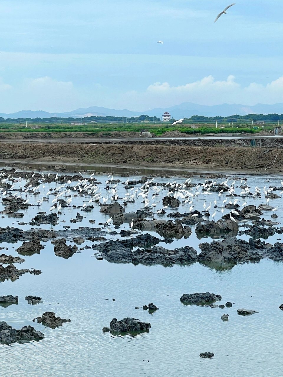 汕头西海岸|牛田洋候鸟🐦红树林湿地🌳 牛田洋湿地學汕头西海岸