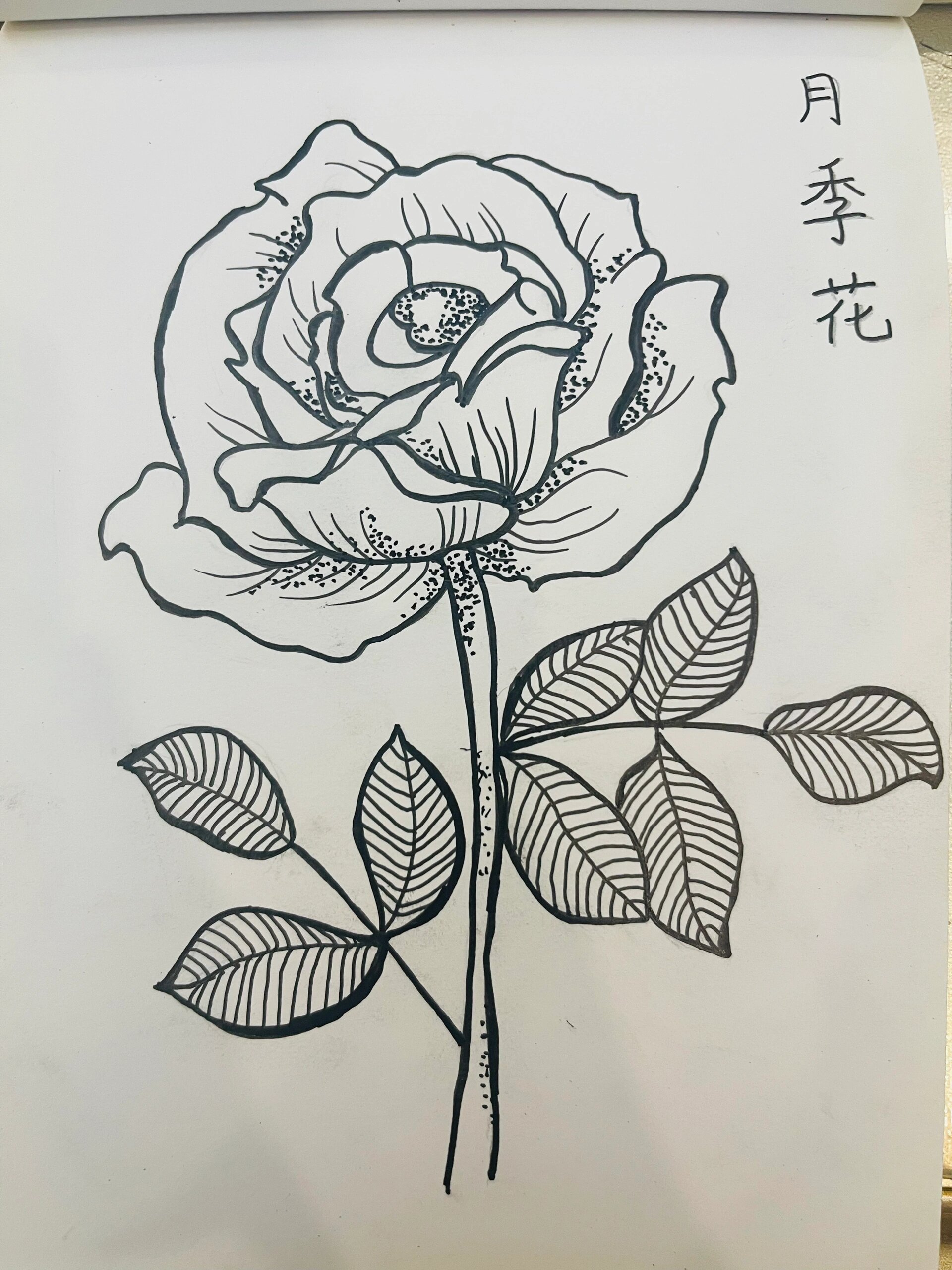 画100种花-08月季花