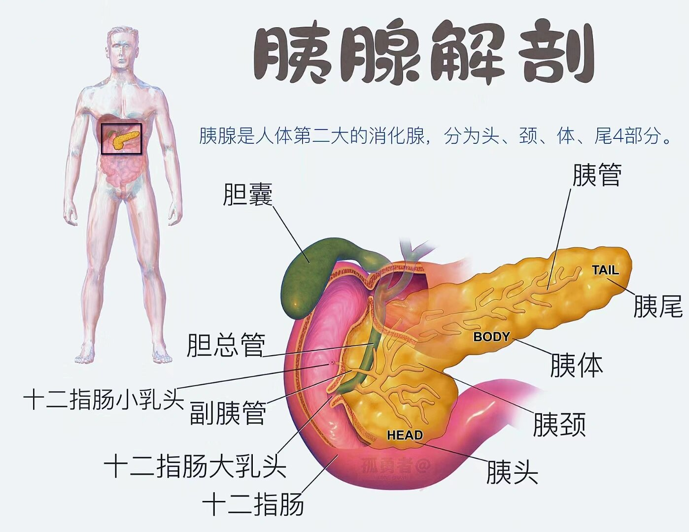 胆囊的解剖位置图片