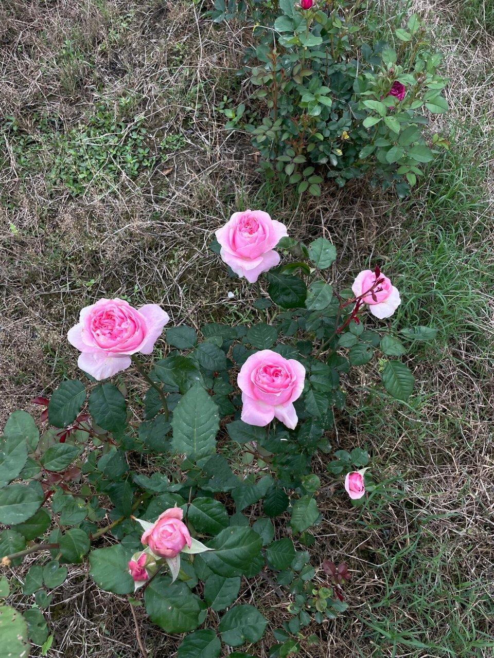 粉色月季76615:禁忌感官 禁忌感官 forbidden parfum 粉色切花