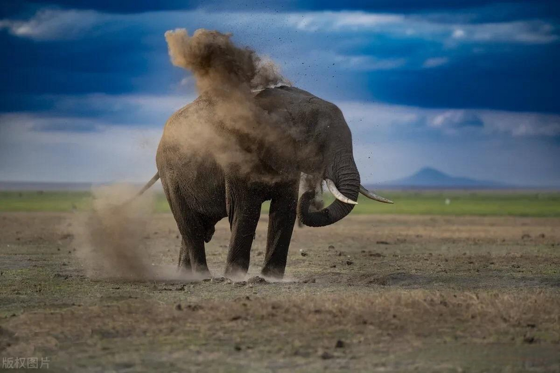 肯尼亚安波塞利国家公园大象 享受灰尘浴抵御炎炎烈日 2022年10月11日