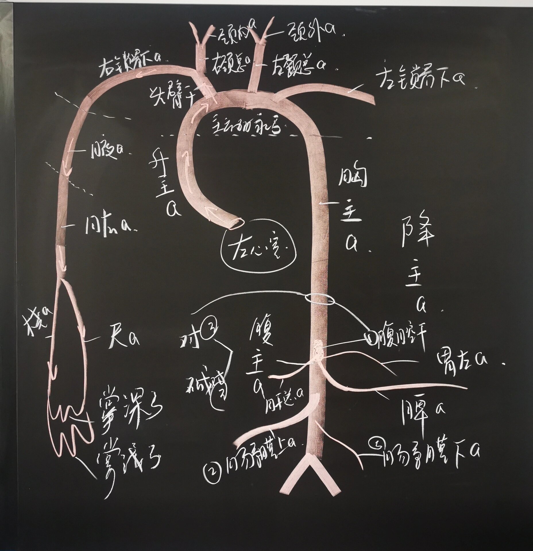 《人体解剖学》体循环动脉系统分支走形图