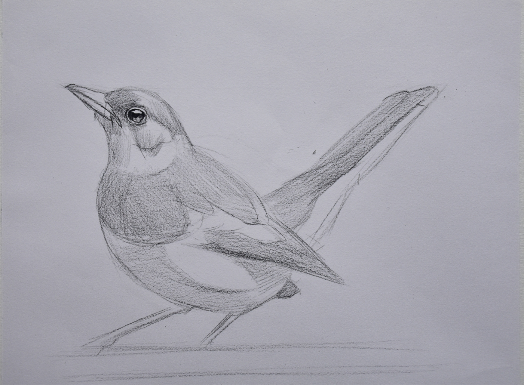 小鸟素描绘画步骤 小鸟非常适合刚开始学素描爱好者学,简单易学,效果
