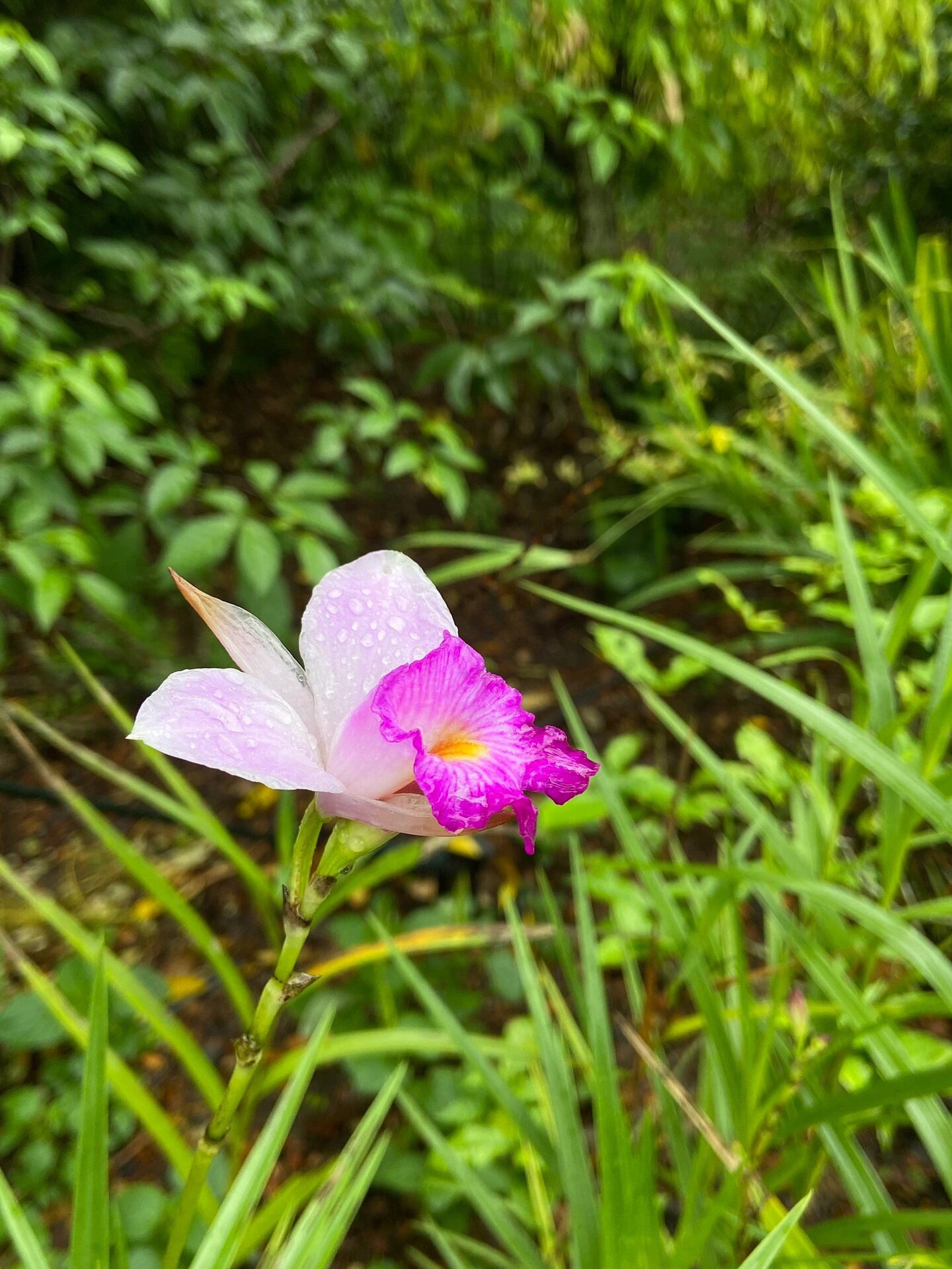 don) hochr. 兰科竹叶兰属地生兰花.英文名bamboo orchid.